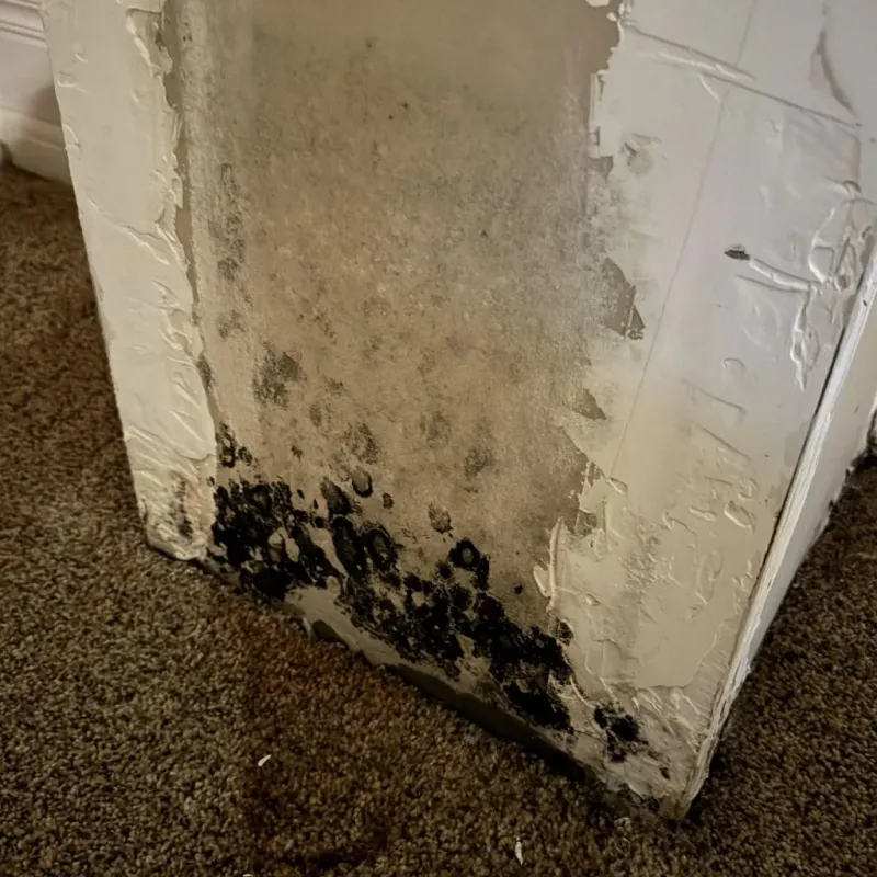 Professional Mold Removal in Seal Beach, CA